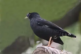 如何处理八哥头上掉毛?!怎么训练八哥学说话?!图片