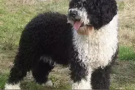 西班牙—好斗国度的十五种猛犬图片