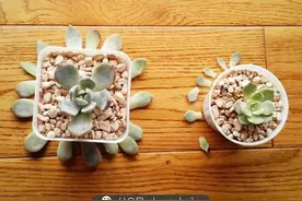 秋天到，开启手贱模式！附大神传授的多肉发根大法！图片