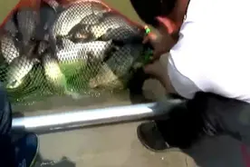 赌塘黑坑钓鱼技巧经验之谈图片