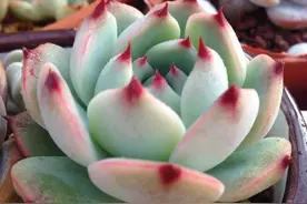 多肉植物图鉴之吉娃娃图片