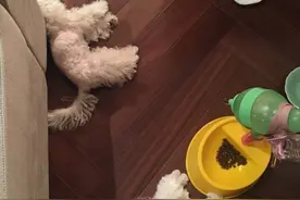 陈赫晒宠物睡觉不消停，却暴露了粉色拖鞋，网友:是张子萱的吧！图片