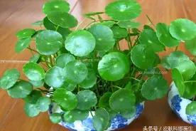这种小草见过吧，能治疗肝炎、肾炎、结石症！图片