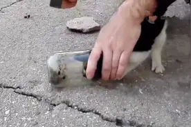 流浪猫觅食脑袋卡进罐头瓶，关键时刻锤子显神功图片