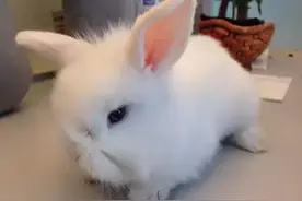 兔子快成精了，什么时候可以化人形？图片