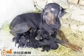 一个不小心，罗威纳一胎生16只小狗图片