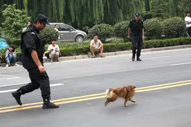 狗狗闯入封闭自行车赛道 安保忙驱赶如临大敌图片