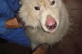 狗狗的鼻子出现脱毛的现象，主人不解，那这是怎么个情况呢？图片