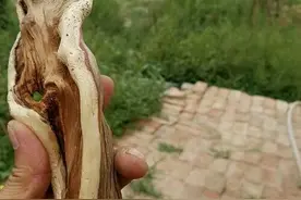 高价买回来的崖柏木，几天之后竟然变黑了！图片