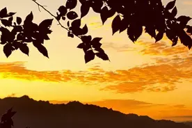 蒹葭苍苍，白露为霜；在水伊人，等你相邀；免票不邀，何时才邀？图片