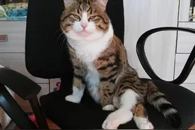 喵咪车祸后腿受伤残疾，但它选择这样活着图片