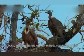 不愧是森林之王！西伯利亚虎咬死28只狼太惊人了，太不可思议了视频封面