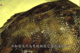 龟壳被不小心开一大口子，医生妙用材料填充龟壳！乌龟：好手法！