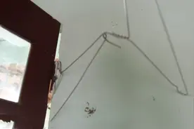 没地方吊挂衣架晾衣服，解决问题还是需要靠衣架图片