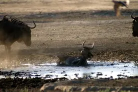陷入泥潭的角马被鬣狗群捕杀，而鬣狗叼着角马的生殖器到处炫耀图片