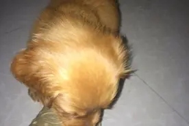 跟狗狗玩要注意了图片