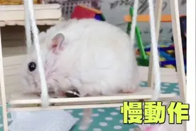 DIY仓鼠游乐园 迷你秋千制作教程
