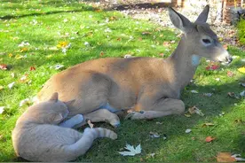 为什么小喵每天都会固定在同一个时段消失，原来是去约会了图片