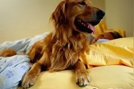 床又被金毛霸占了，金毛犬喜欢跟主人挤床的小秘密你知道吗？图片