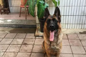 换毛期的德牧宝贝图片