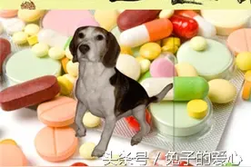 除了工作犬，还有这些狗狗为人民服务，甚至牺牲生命图片