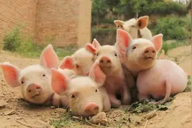 周公解梦：梦见猪是什么意思？图片