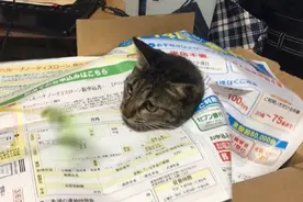 岛国一只喵咪用行动告诉你，什么叫做“绝望”，忍住不准笑！图片