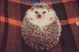 一只吃货刺猬看到苹果的反应，让人忍不住微笑图片