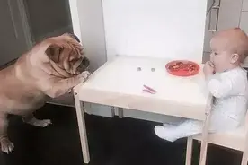 你把你家狗狗当成馊水桶了吗？ 斗牛犬的这些饮食需谨慎图片