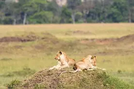 皮糙肉厚的水牛，为占领地盘，霸气将狮子赶跑占领狮子栖息地！图片