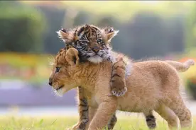 动物园幼狮幼虎亲如“兄弟”，感觉萌萌哒！图片