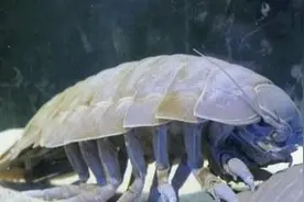 挑战人类视觉极限 大王具足虫茶包你敢喝吗？图片