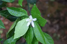 橙子花有多少人看过，简直太惊艳！图片