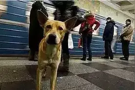 出乎意料，流浪狗的天堂竟是这个地方...图片