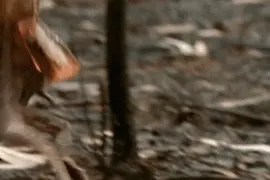 爆笑GIF图第12545：在林荫小道下骑马那点事图片