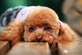 狗狗怎么才能适应主人不在家的分离呢？图片