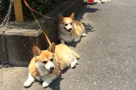 为了逛街，狠心的主人竟把狗拴在门口不管不顾，也是够了图片