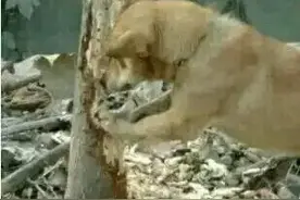 中华神犬，牙口好到能啃断枯树。图片
