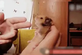 宠物搞笑精选：各种“中枪”的萌宠们，神配图加神旁白，都是神剧图片