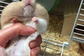 无意中发现仓鼠胖成球了，这，确定不是嘴里花生太多了吗图片