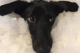 一只活像超级无敌羊咩咩的汪星人图片