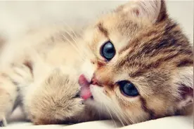 澳大利亚夫妇发明橡胶舌猫毛刷，猫奴们，可以“舔”你家喵了！图片