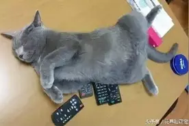 喵星人霸占东西还一脸傲娇，这表情，真的想揍它图片