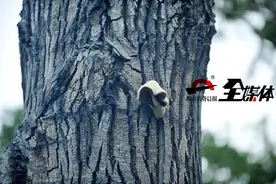 乌鲁木齐一老树上长蘑菇 专家：这叫“木腐菌”图片