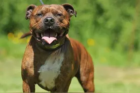 斗牛犬攻击路人，为了保护主人，金毛挺身而出图片