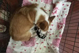 柯基难产生出小狗后，本以为活不成，老公却用这样的方式救了它！图片