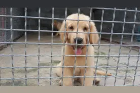 纯种小金毛的成长过程  看看吧图片