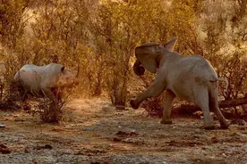 犀牛单挑小象，各种挑衅却引来了大象妈妈，这些犀牛要倒霉了！图片