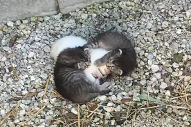 暖心猫哥哥用身体保护病弱发抖的妹妹，暖心场景令人瞬间融化！图片
