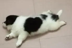 小狗狗好凶爱咬东西，有时候还抱脚咬我该怎么办图片